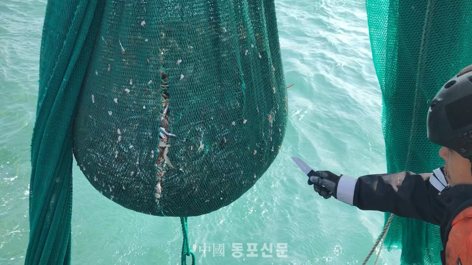 사진=제주해양 경찰청,무허가 중국어선들이 우리측 수역에 몰래 설치해 놓은 범장망 어구를 강제 인양하여 불법 포획된 어획물을 해상으로 방류 조치하였다